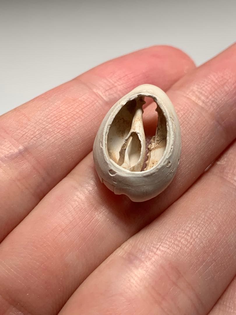 中国貝貨　紀元前1500年頃　古銭　貨幣　アンティーク　出土　縄文　石器