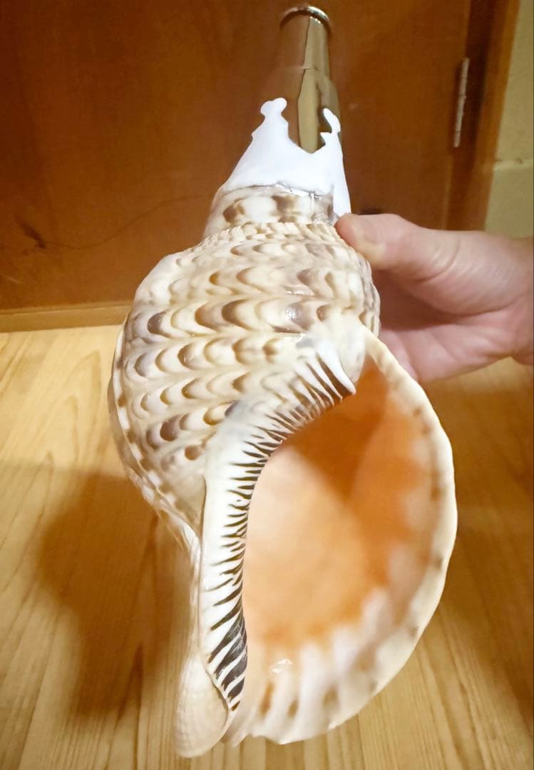 コンパクト修験道法螺貝　山伏　密教　熊よけ　魔除け❣️ほら貝　ホラガイ