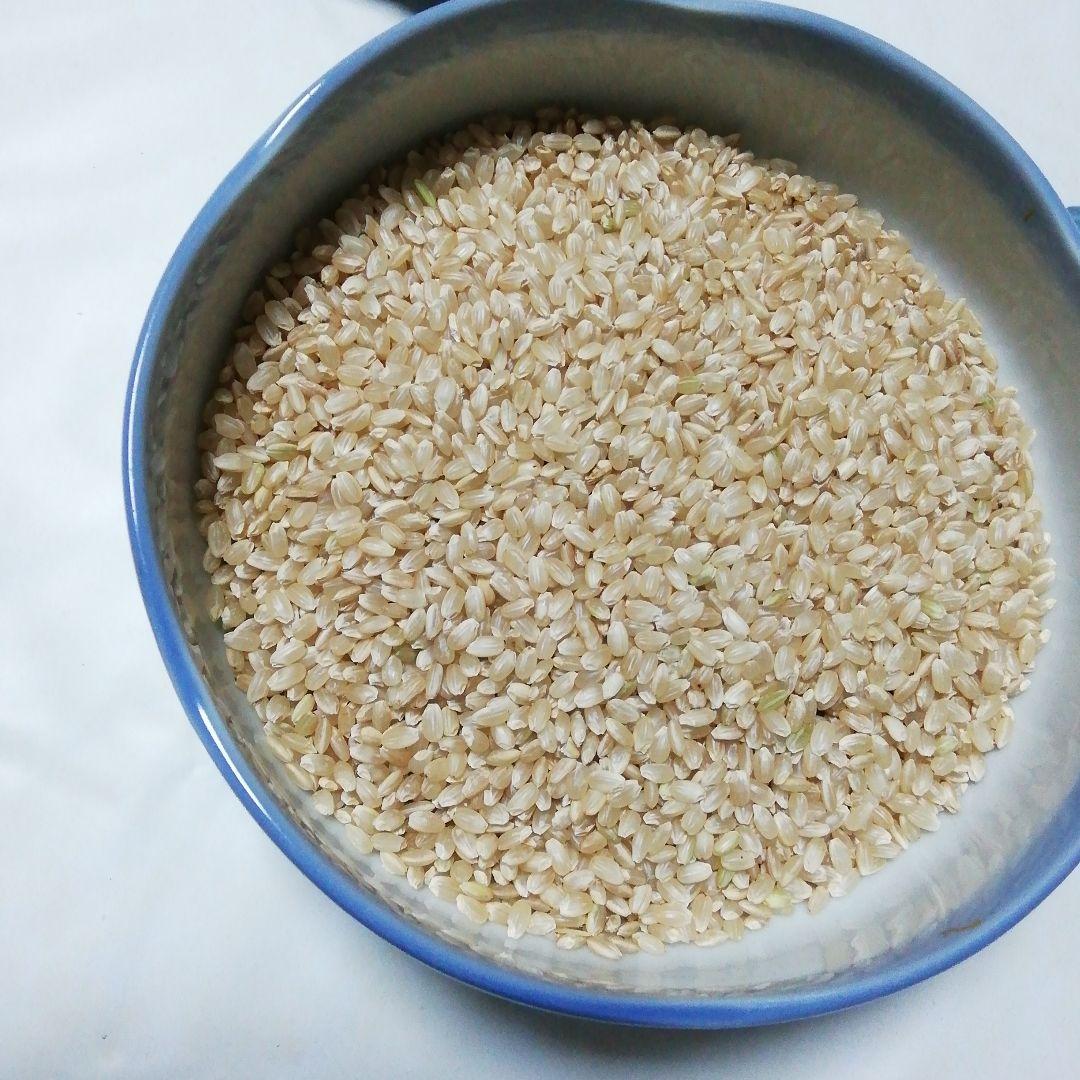 令和７年９月収穫　コシヒカリ玄米２０kg