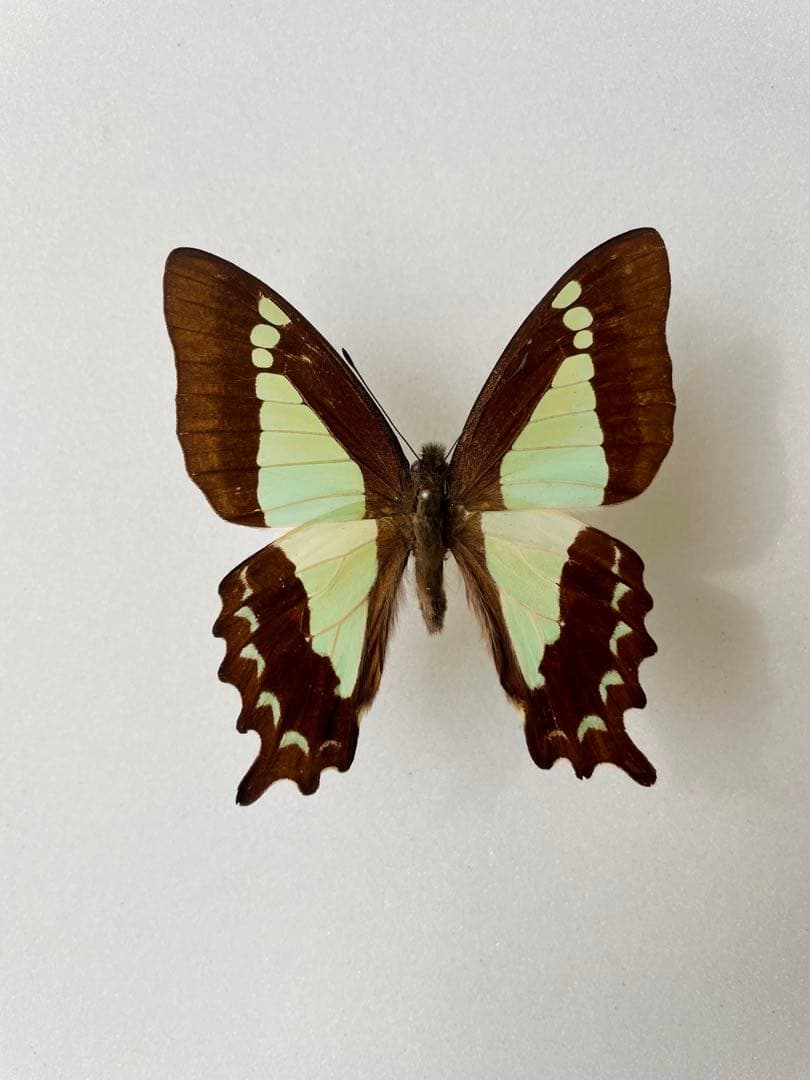 アポタイマイ（1オス、フィリピン産）