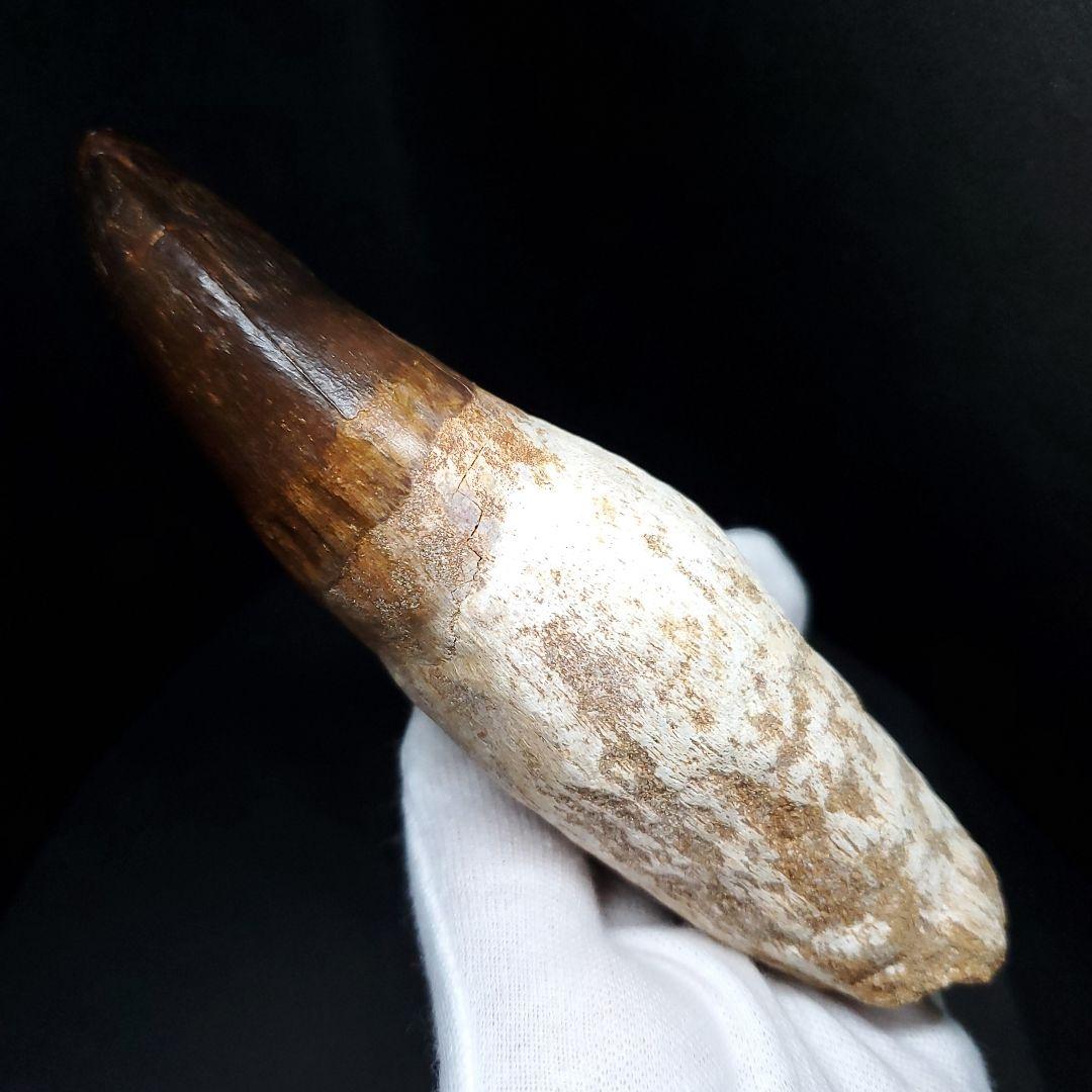 特大 歯根付き モササウルス 化石 歯 本物  123.82mm  mos74