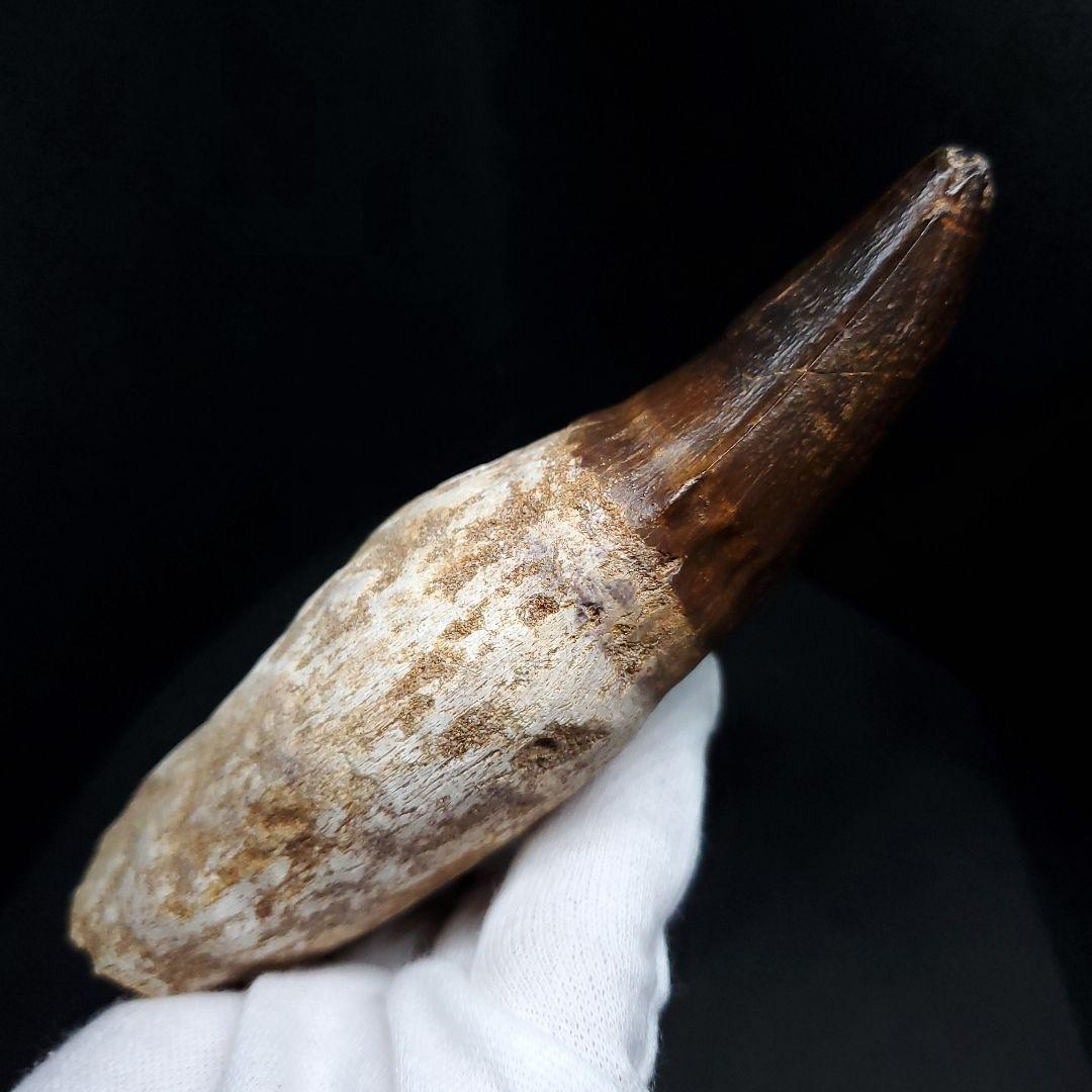 特大 歯根付き モササウルス 化石 歯 本物  123.82mm  mos74