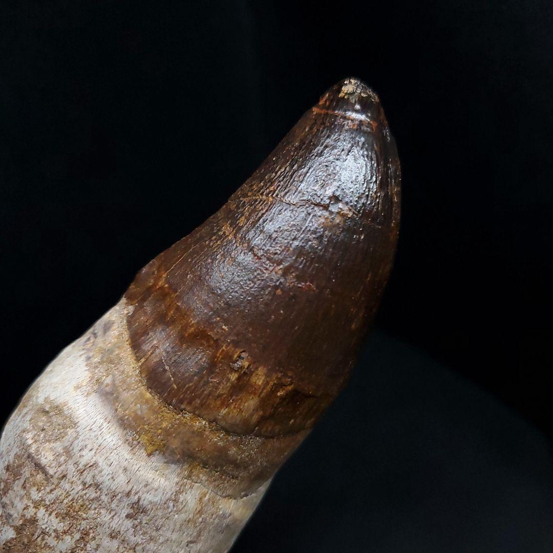 特大 歯根付き モササウルス 化石 歯 本物  123.82mm  mos74