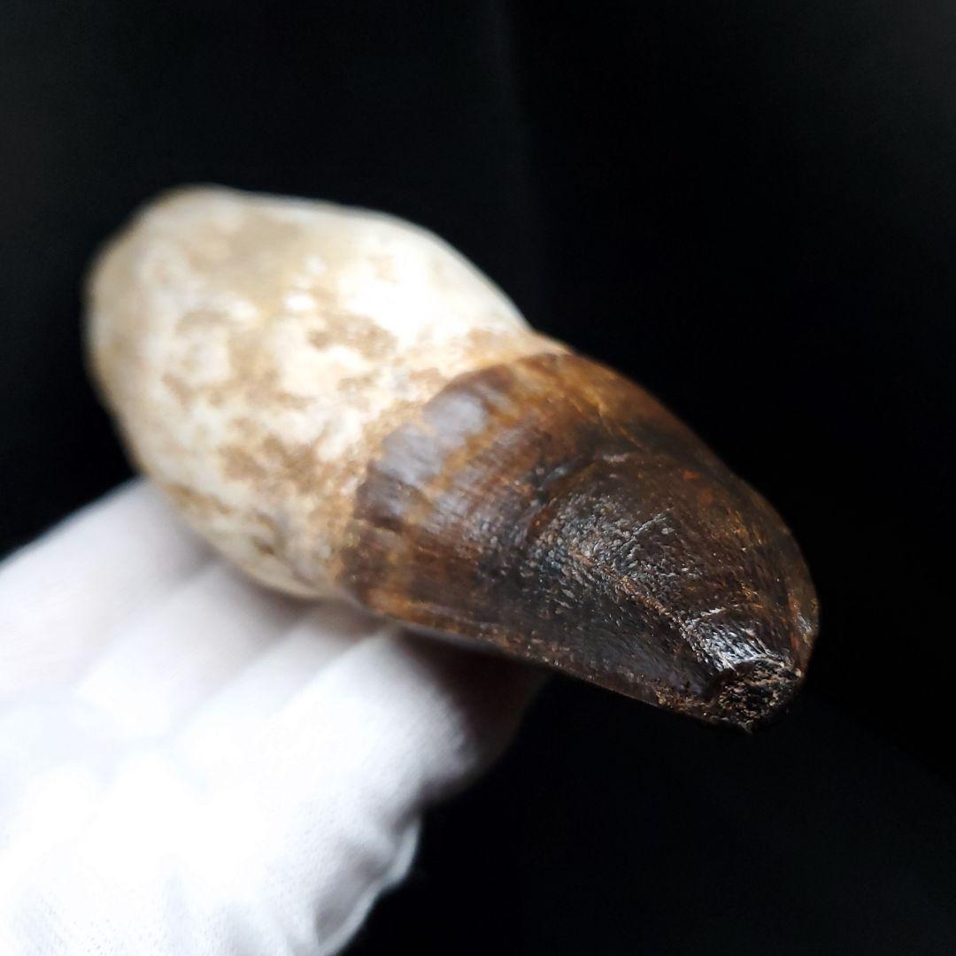 特大 歯根付き モササウルス 化石 歯 本物  123.82mm  mos74