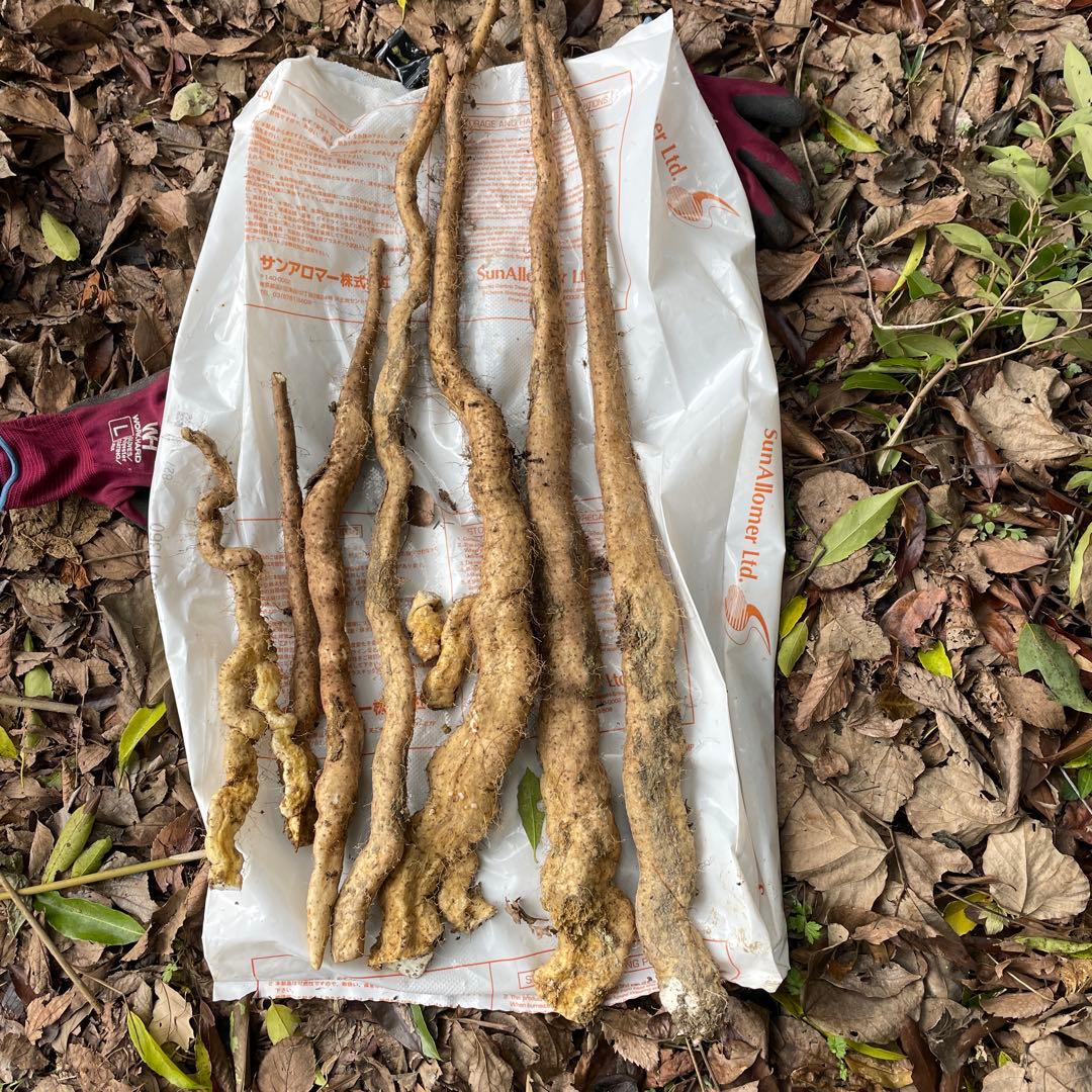 天然自然薯ーー3キロ