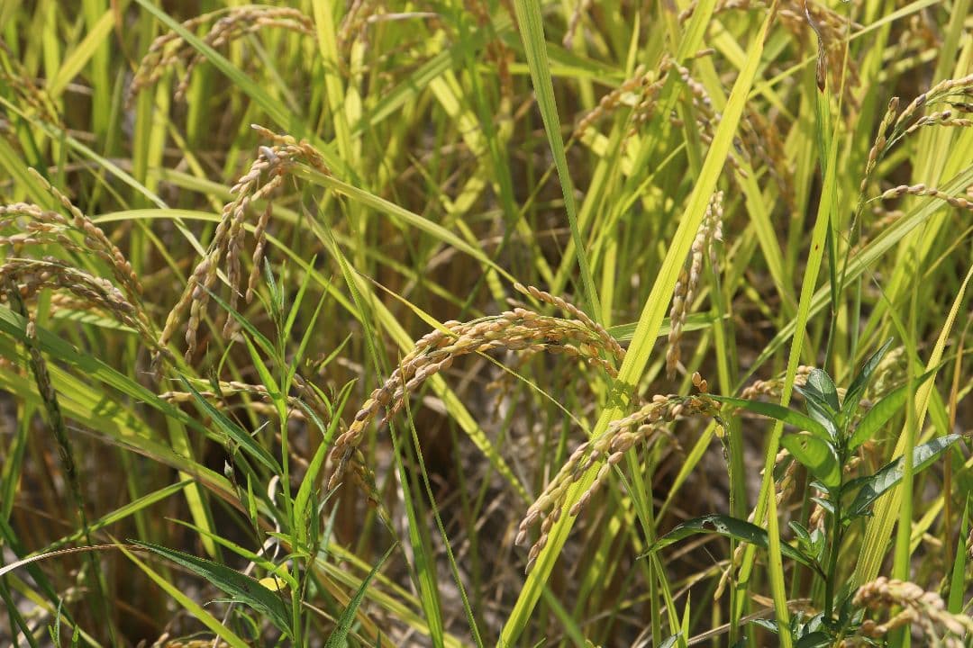 自然栽培 玄米粉 1kg×12袋 2025年産 コシヒカリ (真空パック)