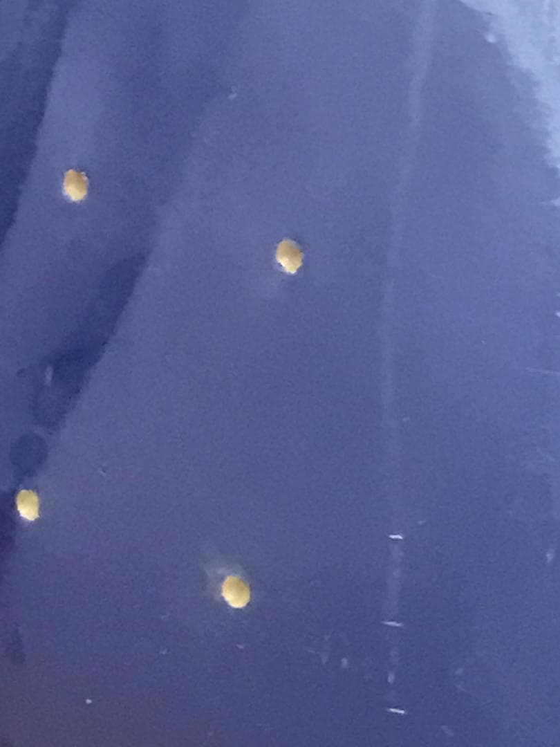 Hi-STANDARD スケボーデッキ