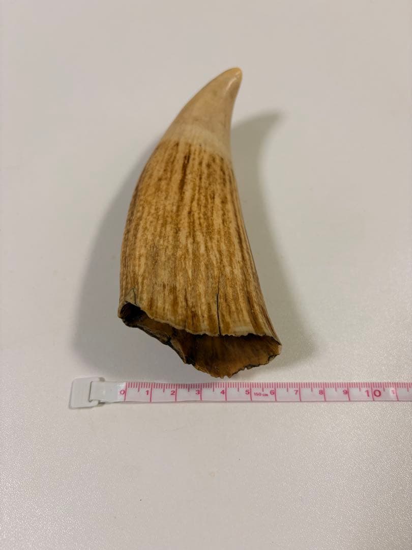 【⭐️希少⭐️】鯨の歯 マッコウクジラ 重量約259.5g