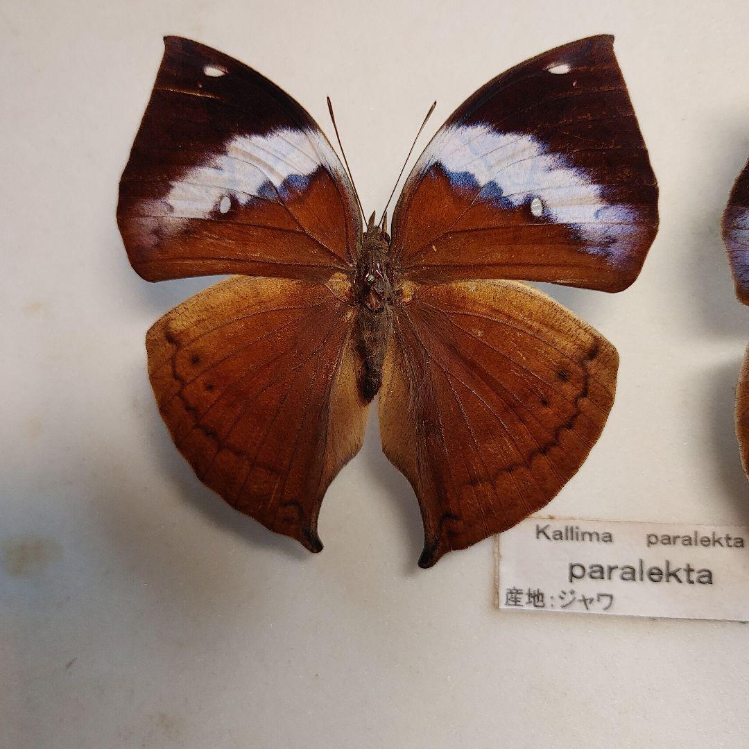 ブルーのコノハチョウ「1ペア」インドネシア産