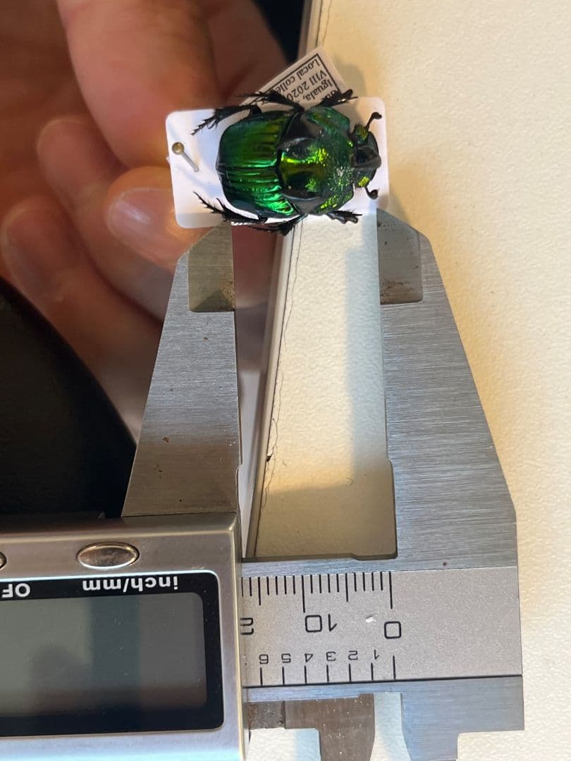 【17mm♂】デーモンニジダイコクコガネムシ 糞虫フンチュウ