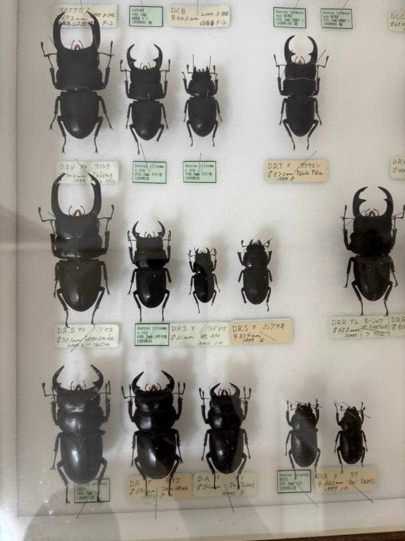 クワガタ　標本　オオクワガタ　木製フレーム