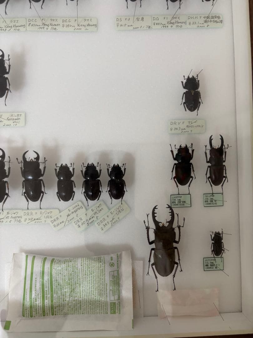 クワガタ　標本　オオクワガタ　木製フレーム