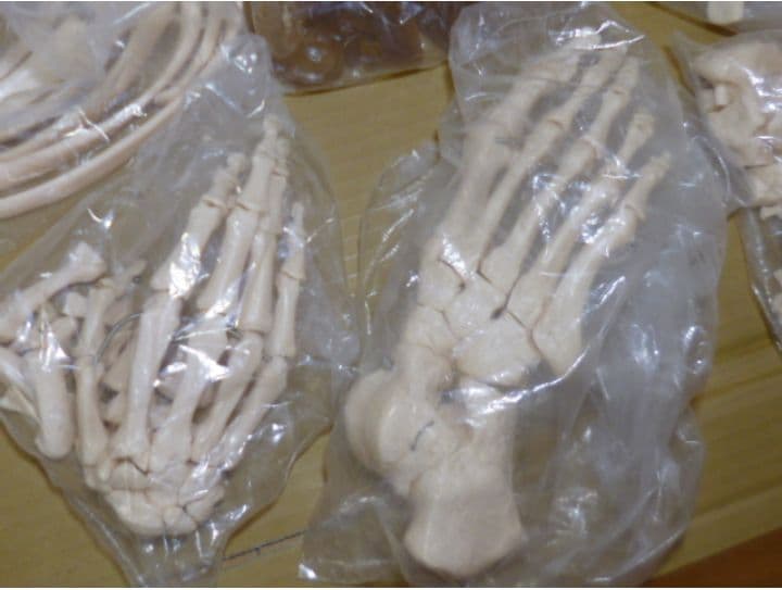 等身大人体骨格模型　坂本モデル