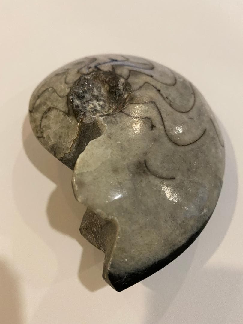 モロッコ産　アンモナイト　化石　⑱