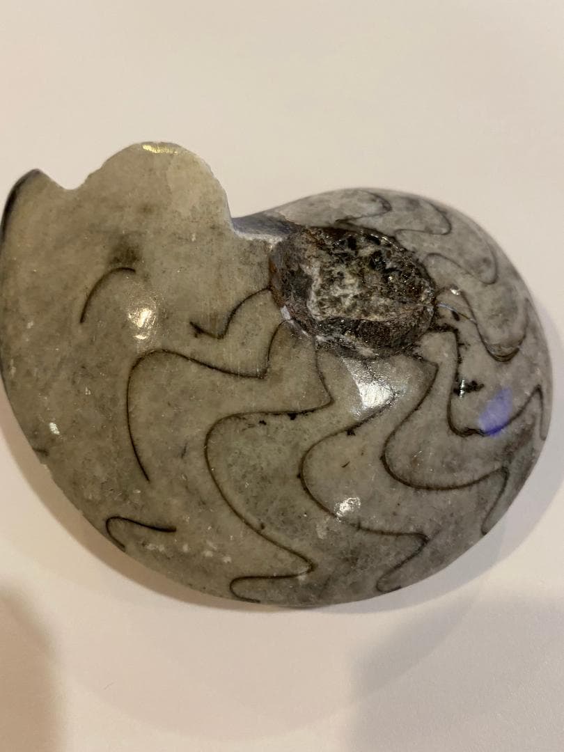 モロッコ産　アンモナイト　化石　⑱