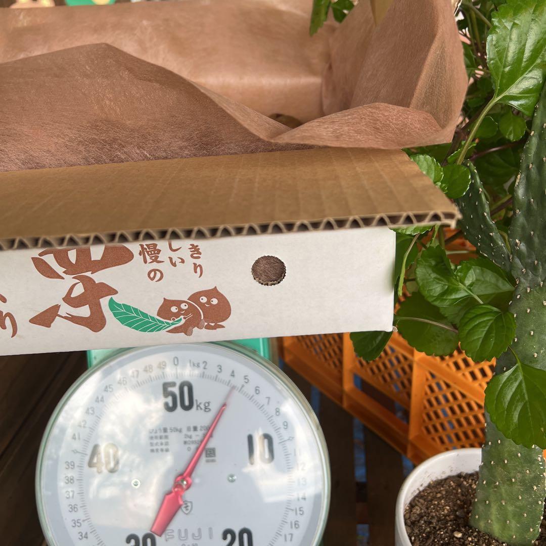 ★笠間の栗♪栗♪栗♪★15k 超★3L大粒混じりMix★業務用★皆でお得♪♪