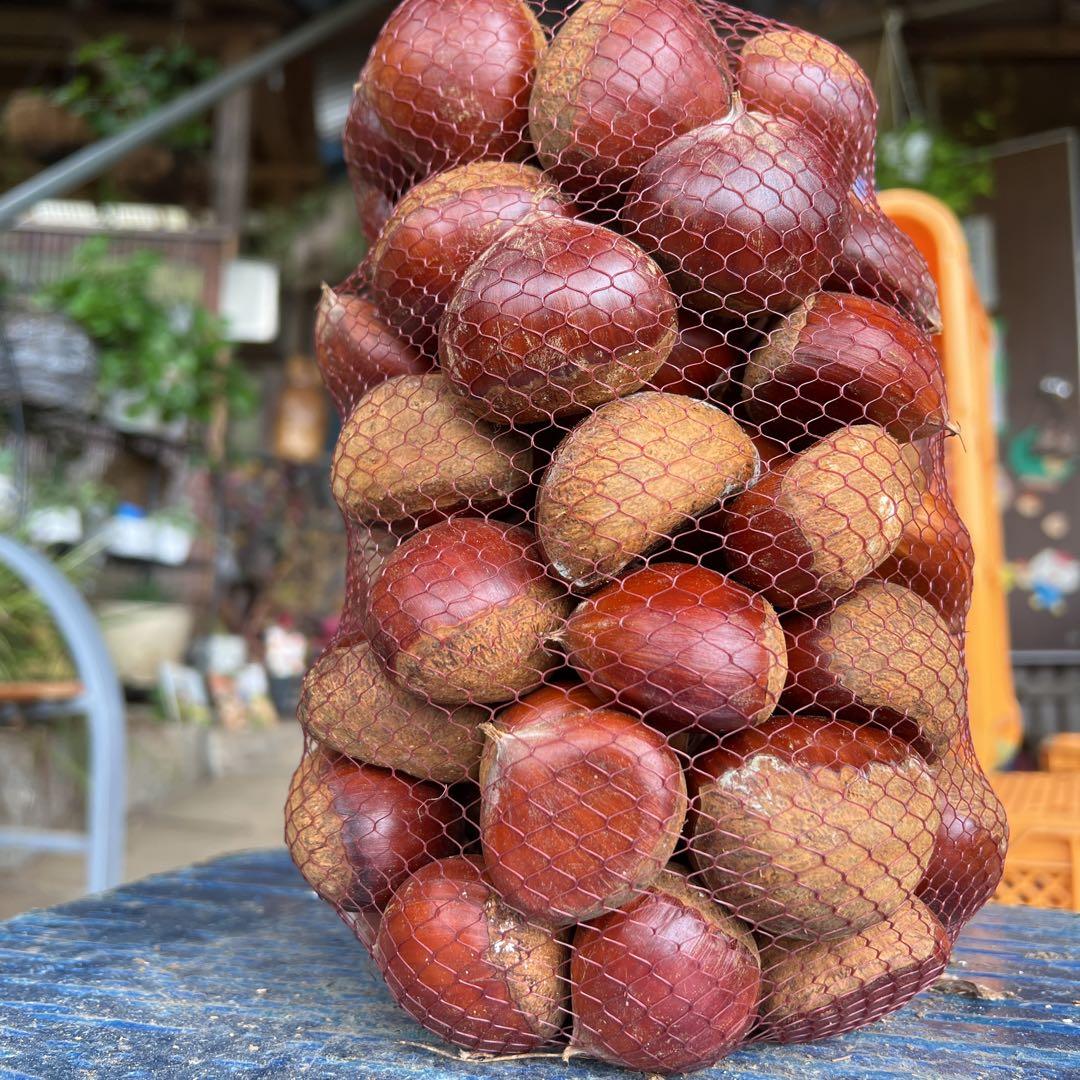 ★笠間の栗♪栗♪栗♪★15k 超★3L大粒混じりMix★業務用★皆でお得♪♪