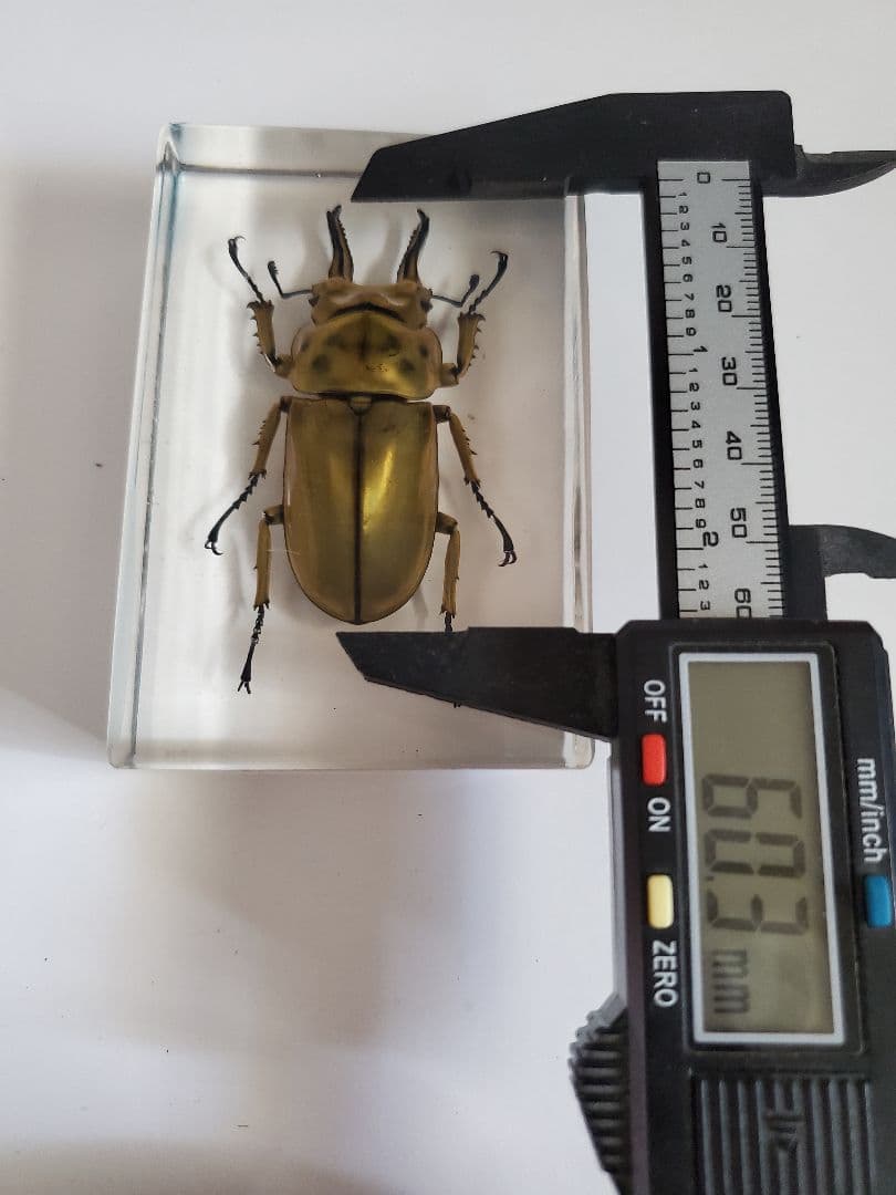 オウゴンオニクワガタ　樹脂標本