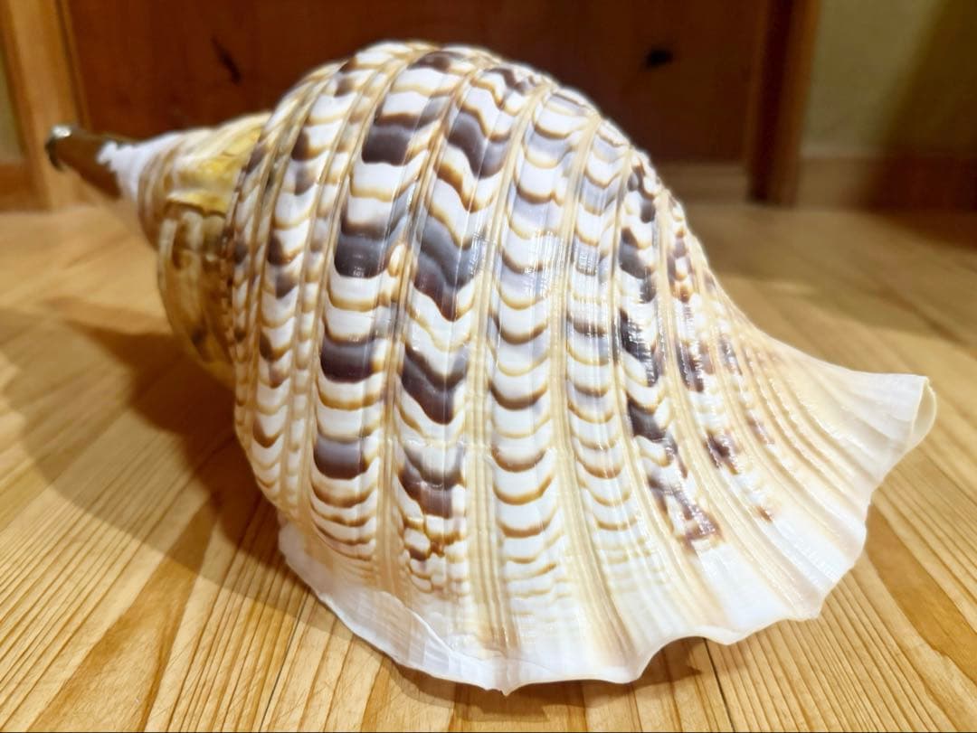商談中　特大修験道法螺貝41㎝　山伏　密教　熊よけ　魔除け❣️ホラガイ　ほら貝網袋