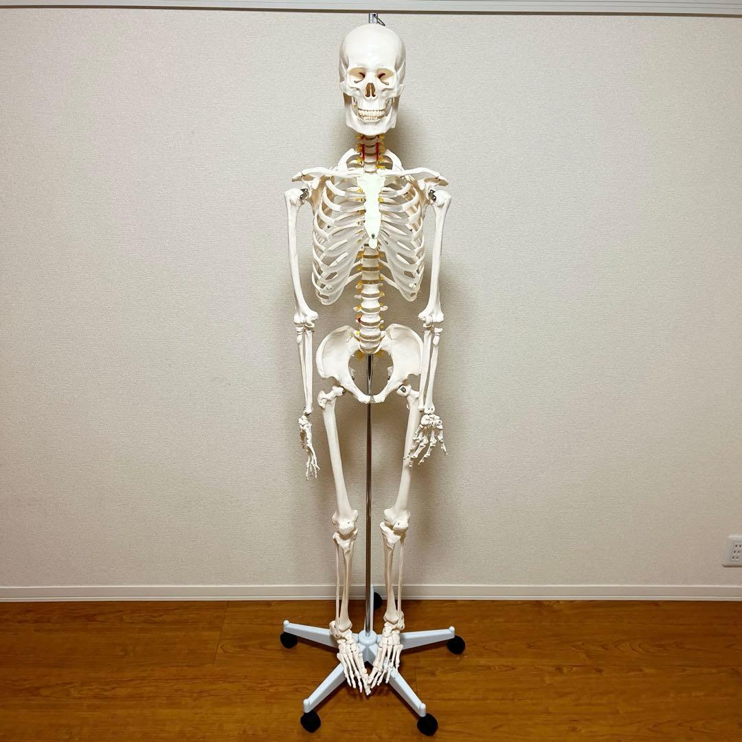 等身大 骨模型