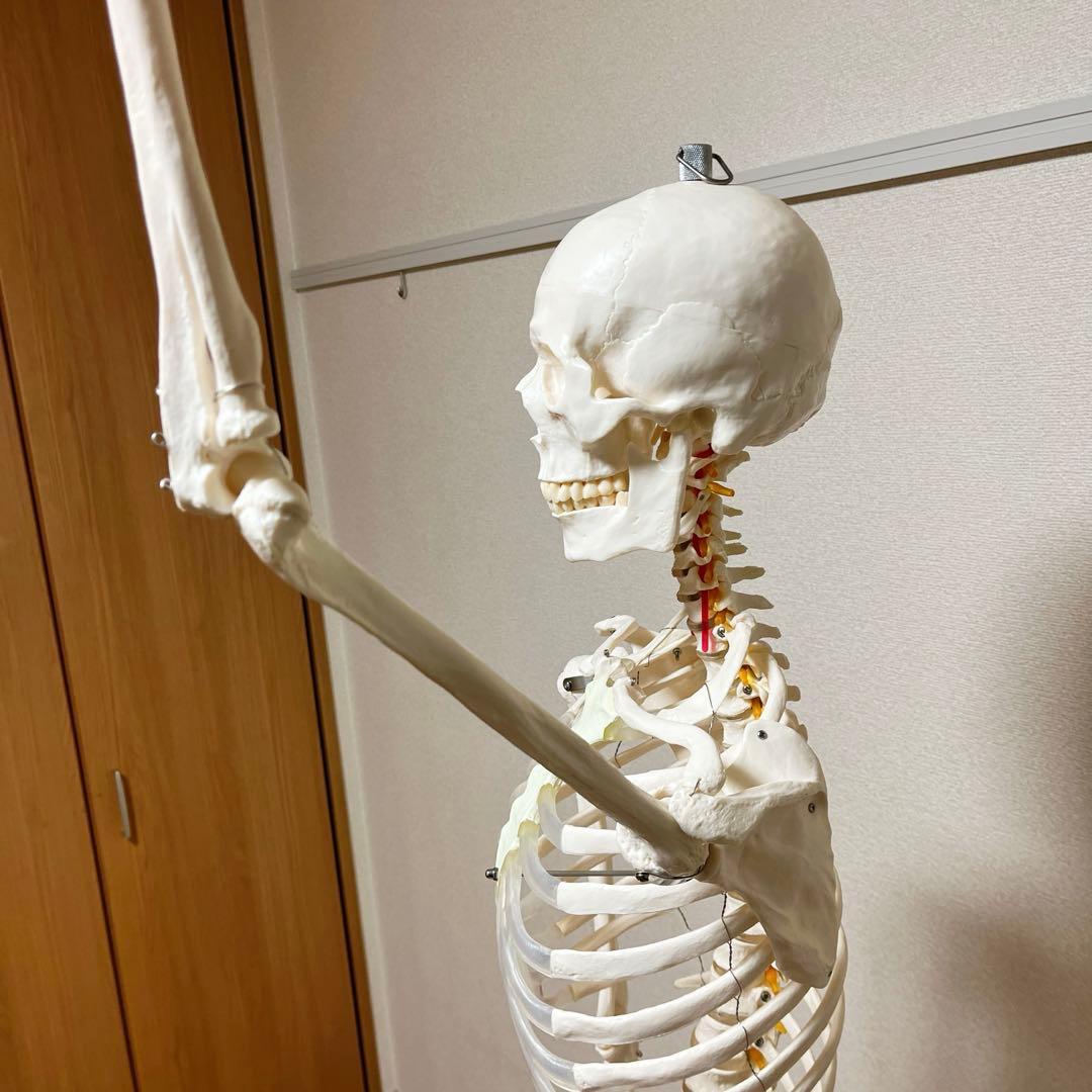 等身大 骨模型