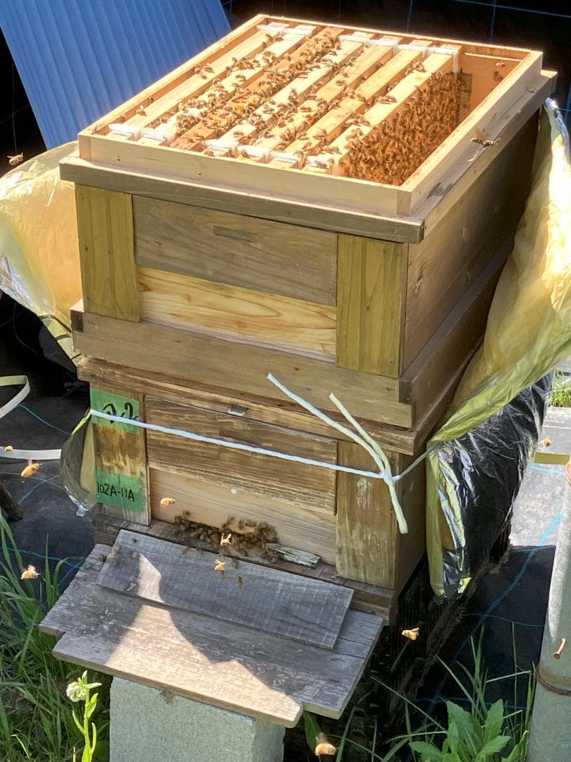 【まこもも】アカシア蜂蜜 1000g 4本 国産蜂蜜 生蜂蜜 はちみつ