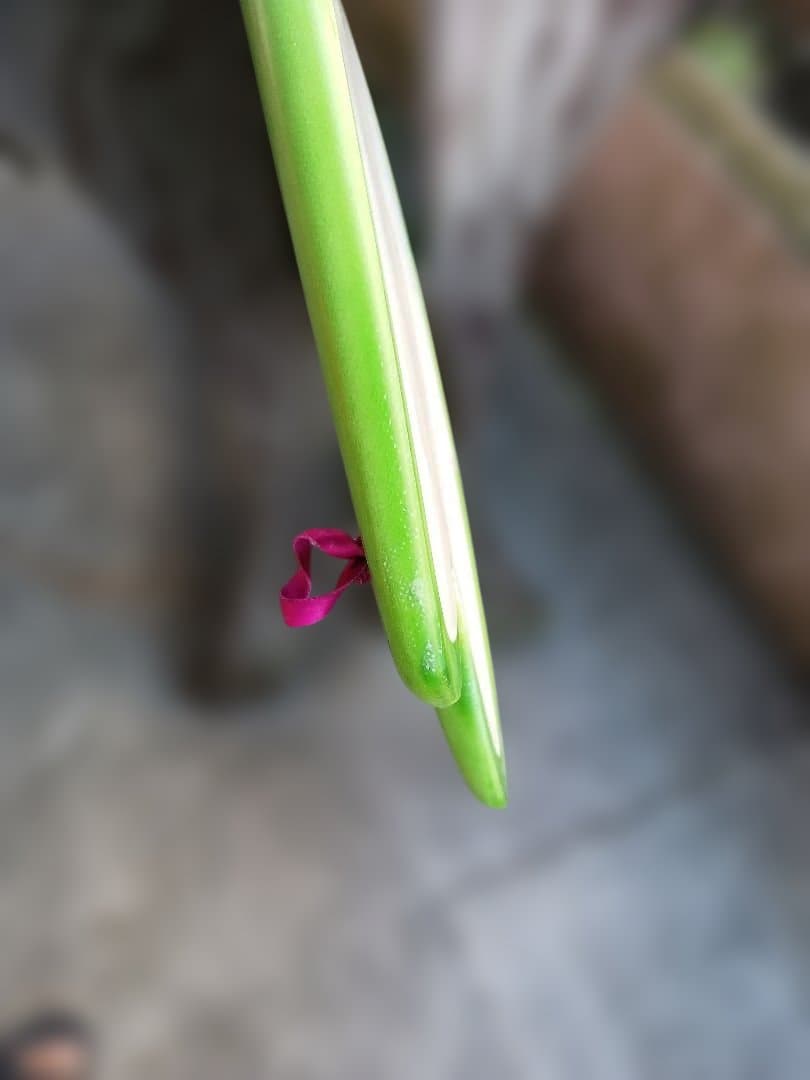 Y*u様 【早い者勝ち】coreymunn slipper 5.11コーリーマン