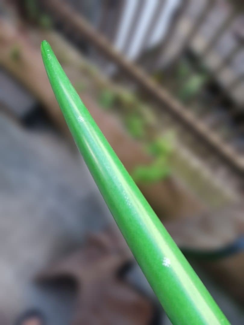 Y*u様 【早い者勝ち】coreymunn slipper 5.11コーリーマン