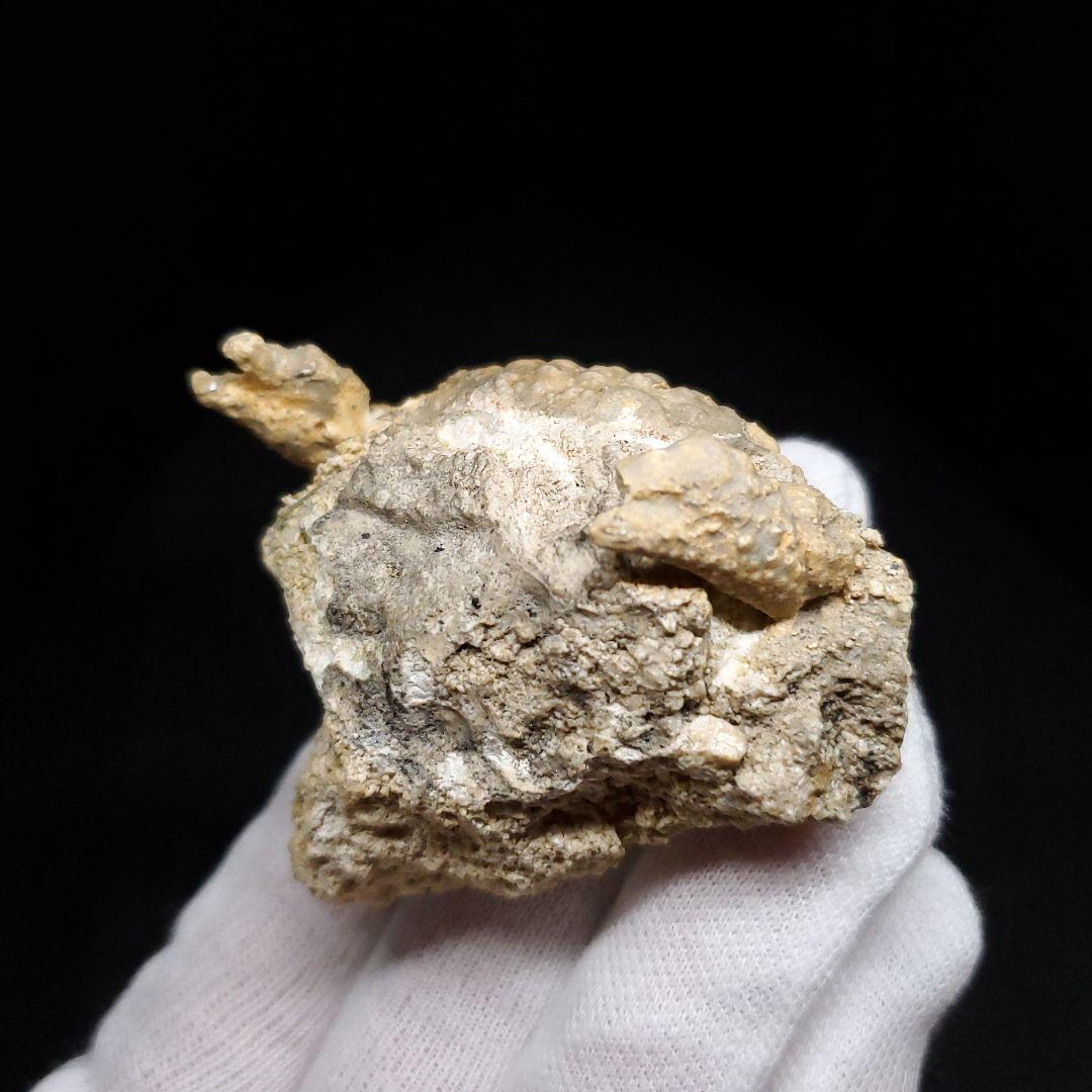 美品 カニ 本物 化石 産 48.53mm  fcr6