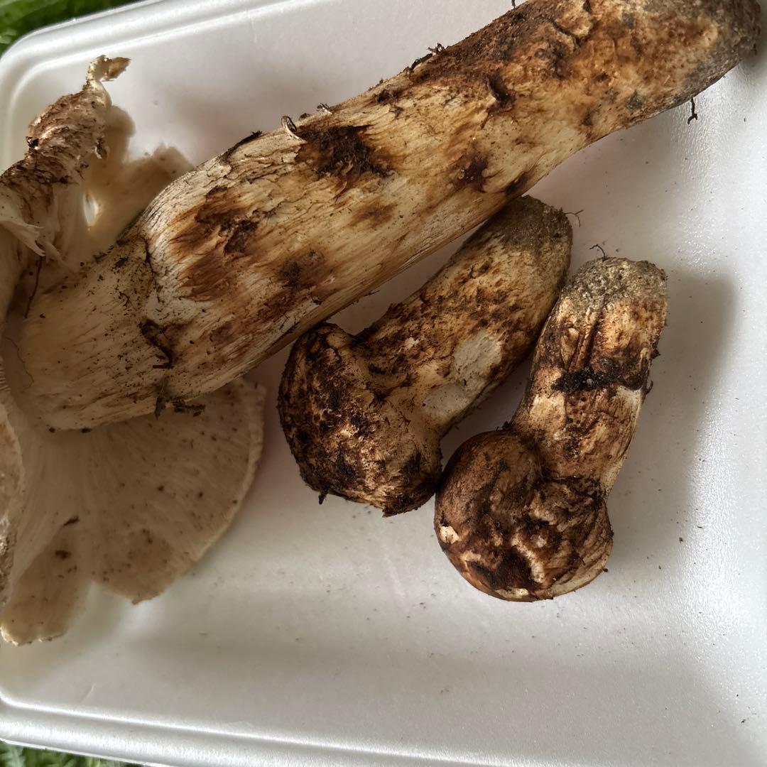 広島県産 松茸３本（205g）①