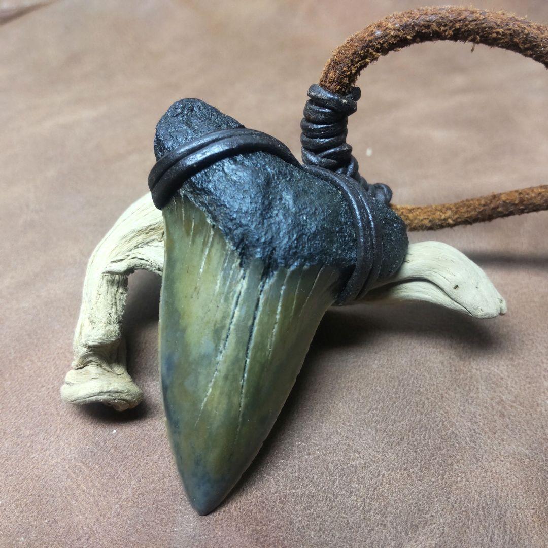 ③Isurs hastalis 化石　鮫の歯　メガロドン　三葉虫　希少