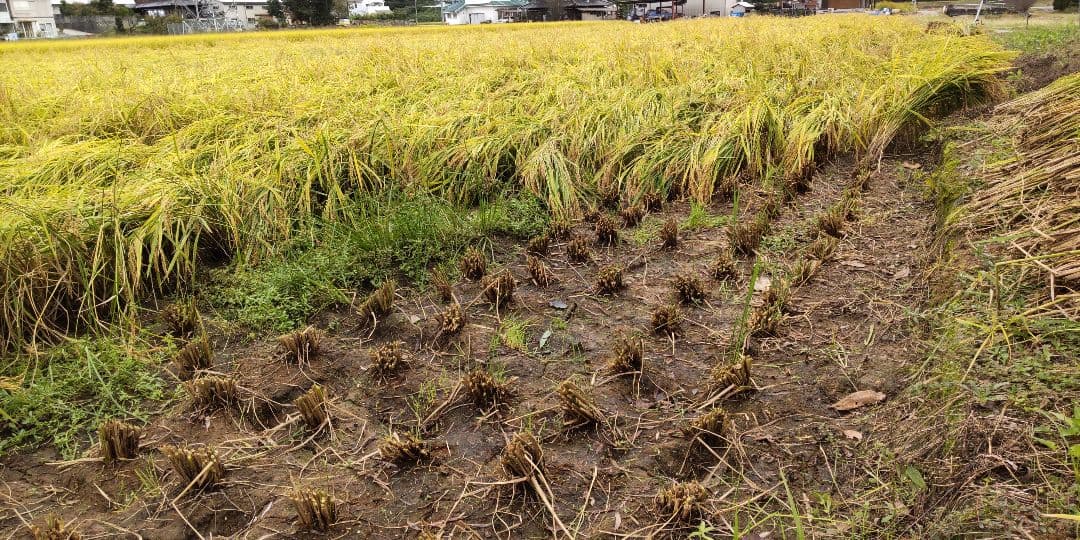 玄米30キロ　キヌヒカリ　兵庫県産