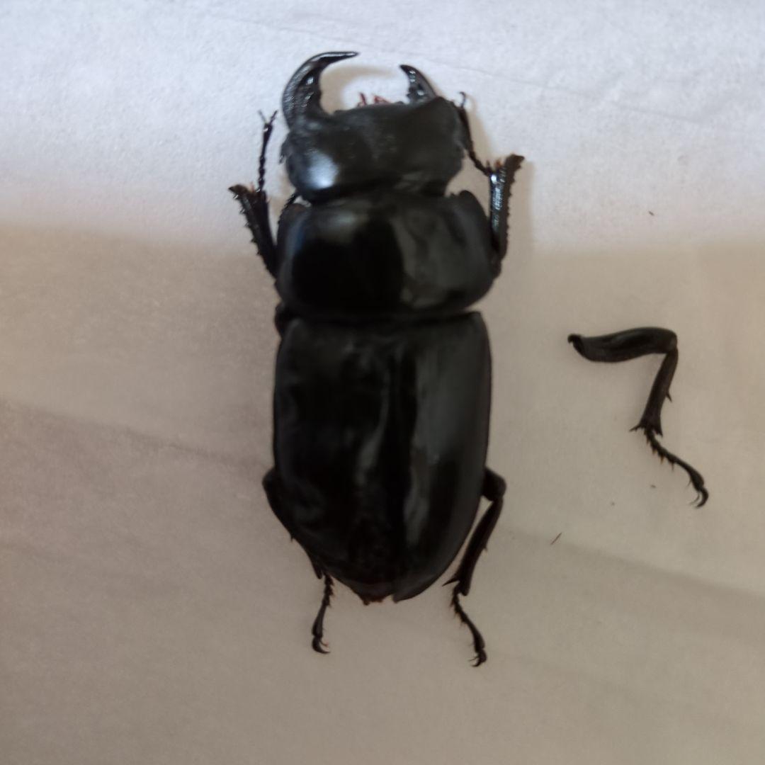 オオクワガタ能勢三草山産 推定ｆ11雄雌モザイク