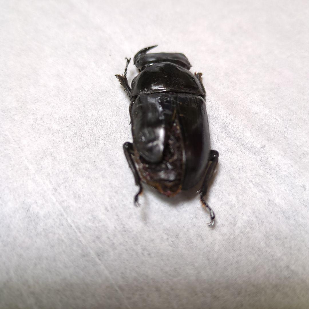 オオクワガタ能勢三草山産 推定ｆ11雄雌モザイク