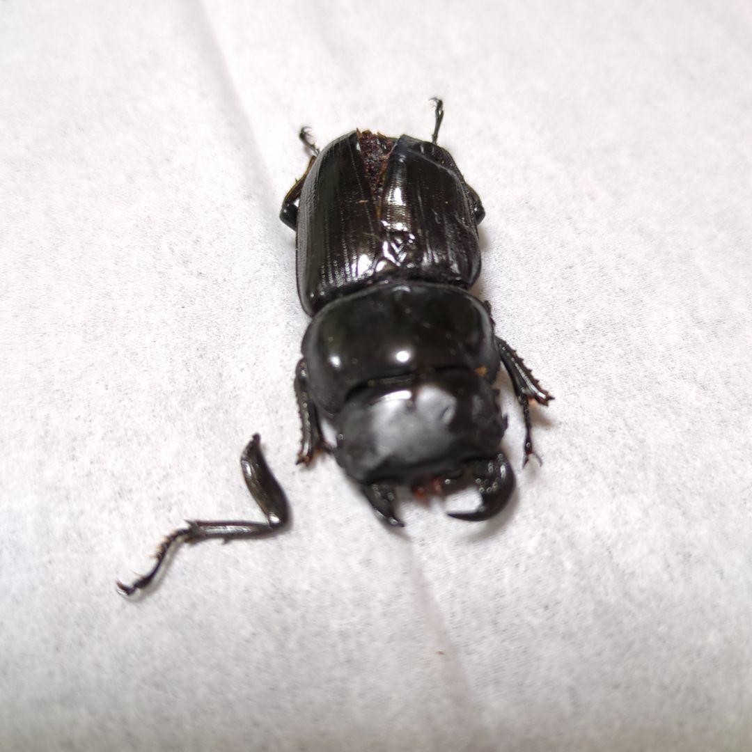 オオクワガタ能勢三草山産 推定ｆ11雄雌モザイク