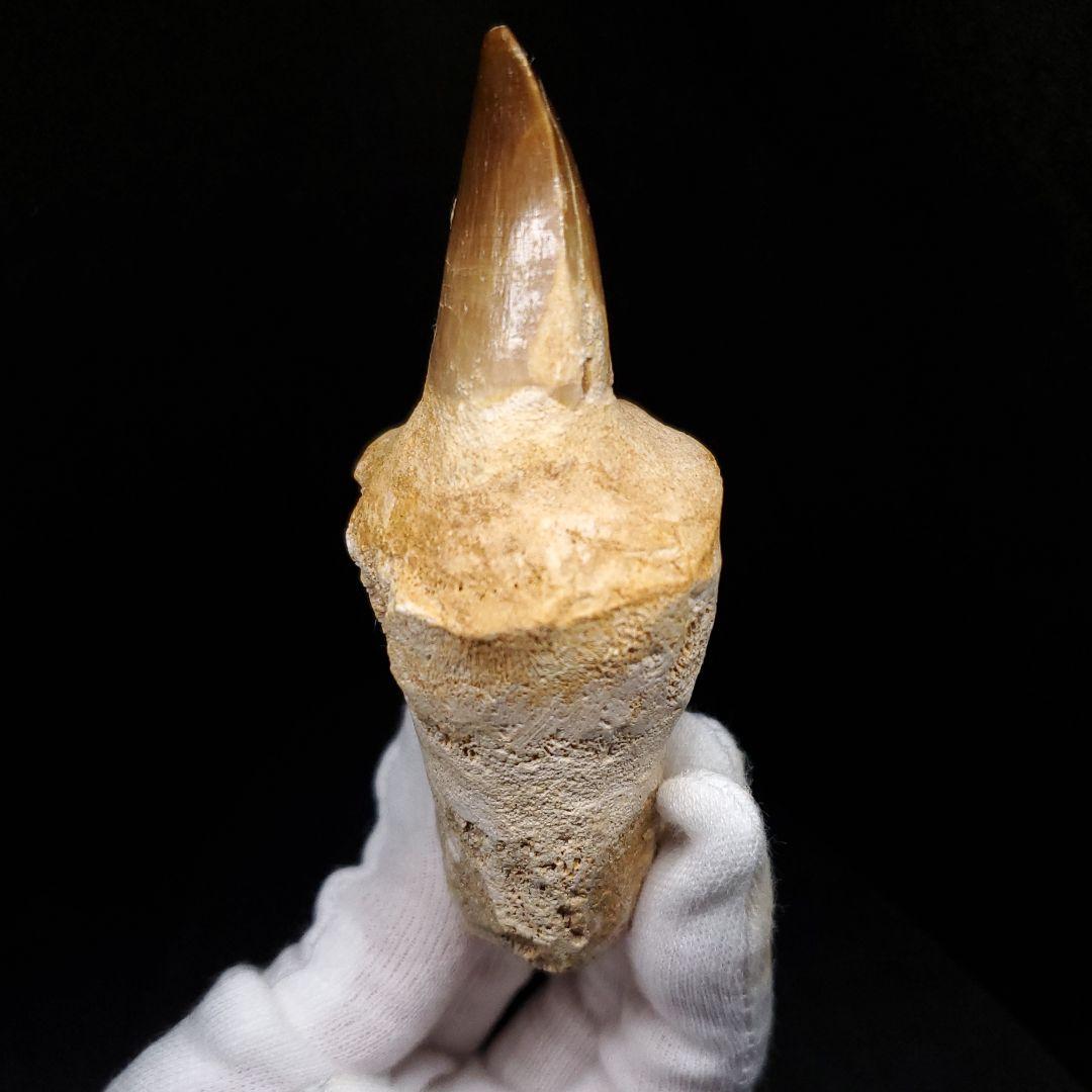 歯根付き モササウルス 化石 歯 本物 モロッコ産 90.49mm mos131