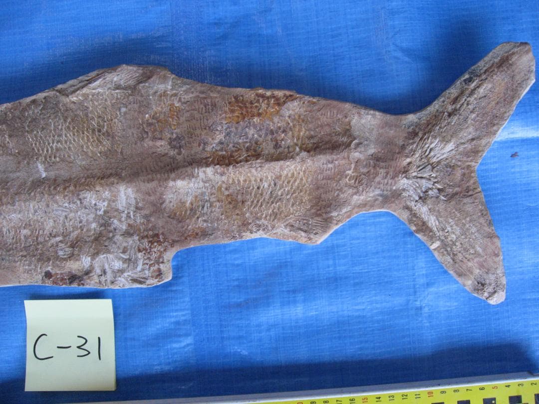 化石　C-31