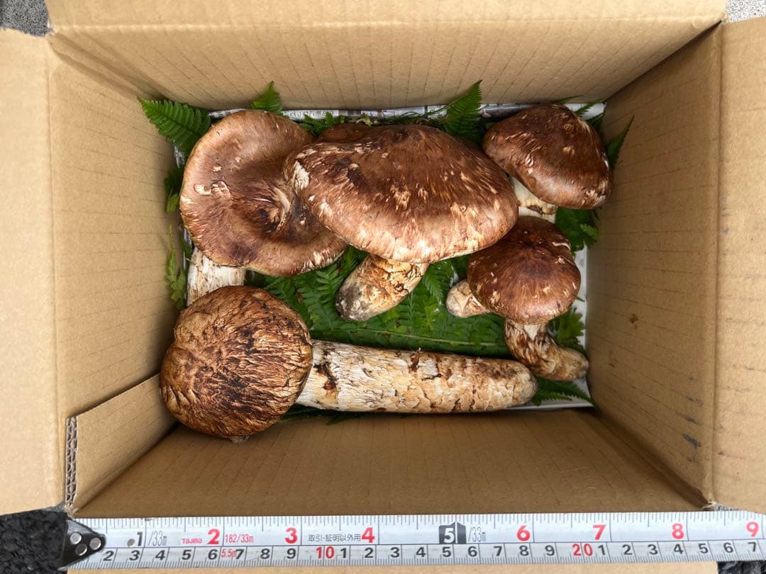 岩手県産松茸　611g 5本　10月19日取れ