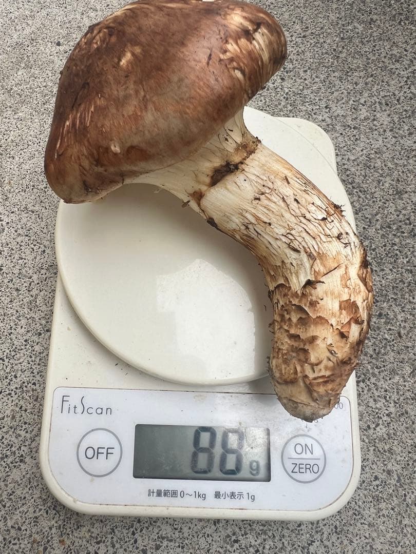 岩手県産松茸　611g 5本　10月19日取れ