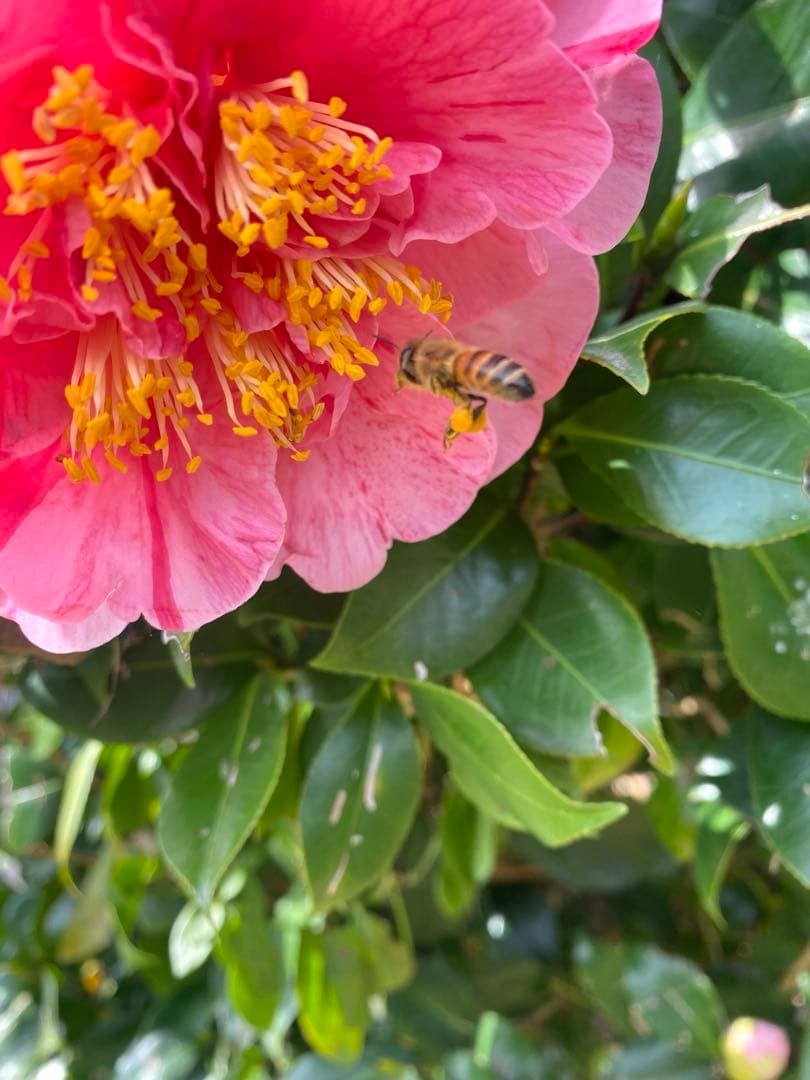 日本ミツバチ重箱式巣箱　捕獲飼育用　待ち箱