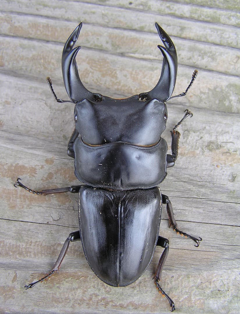 高性能・高品質　BREED菌糸ブロック　3500cc　12個