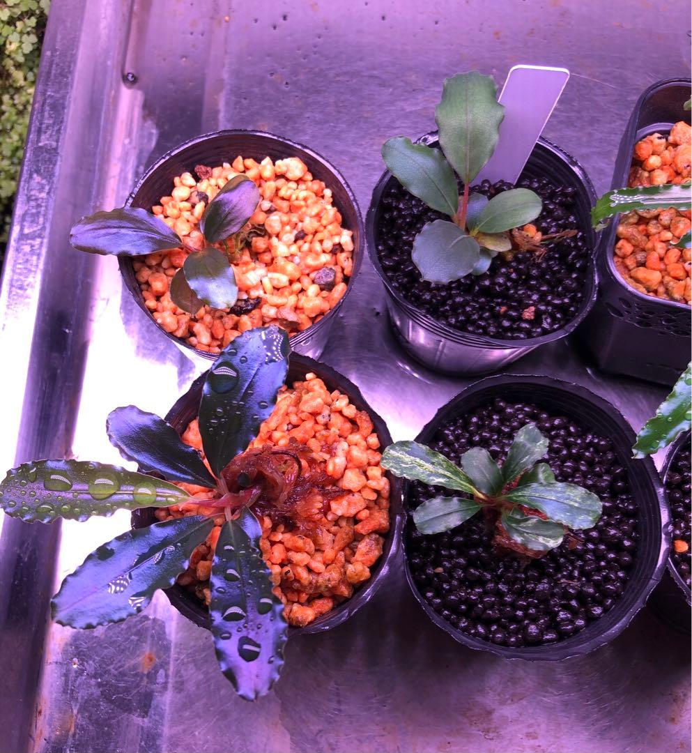 陰性水草の王様的存在【ブセファランドラ】新春SALE 1セット限定③