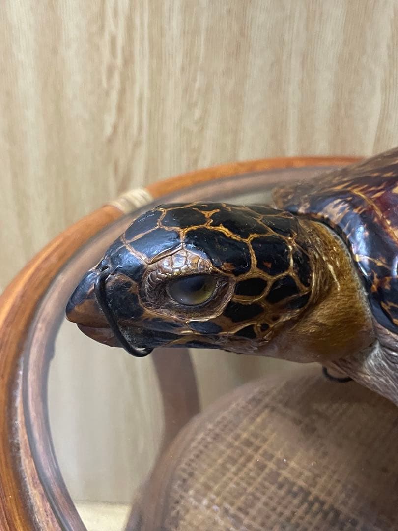 マギウス タイマイ　ウミガメ　剥製　中古品 国際希少野生動植物種登録票有り