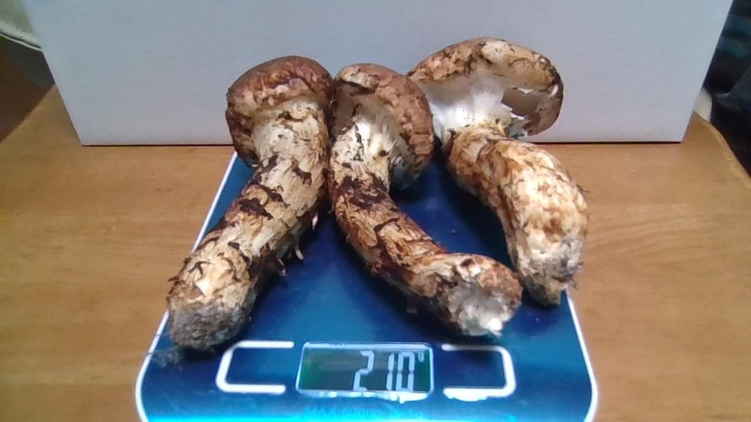松茸　岡山産２１０ｇ
