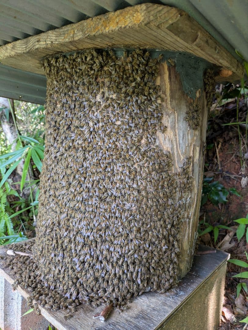 日本ミツバチ 蜂蜜 令和7年 採れたて 600g×2本　味比べ たれ蜜 非加熱