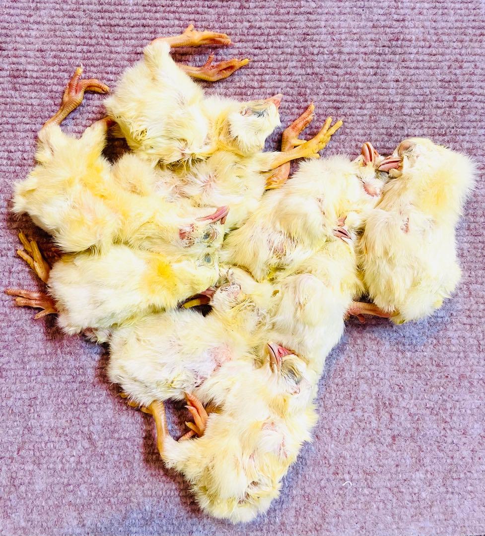 リピート購入、複数購入で＋10羽 送料無料 国産 新鮮安全 冷凍ひよこ 500羽