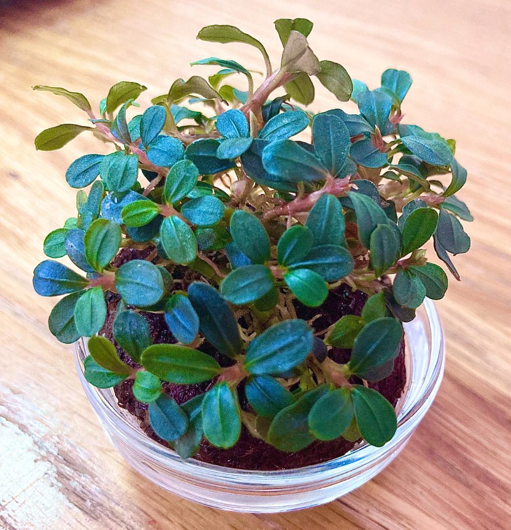 【ルージュ】Bucephalandra sp. Mini Phantom