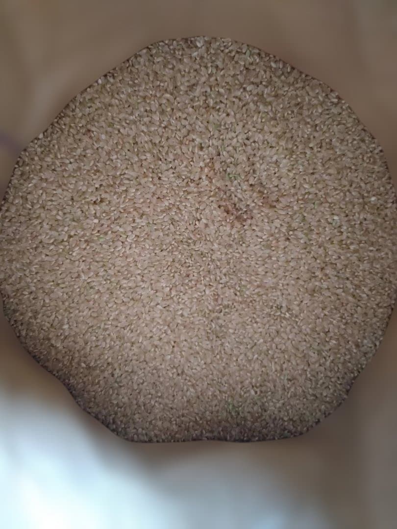 令和7年千葉県産農家直送コシヒカリ玄米30㎏関東甲信越の方へ　沖縄県離島の方除く