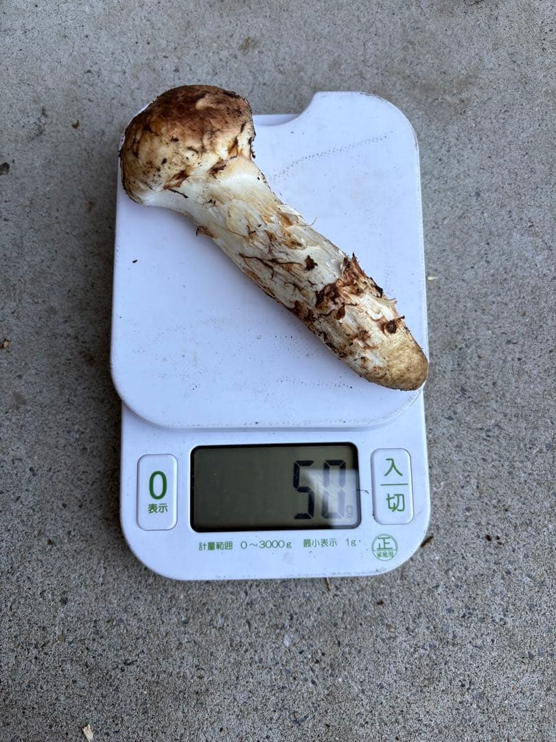 松茸　岩手県産