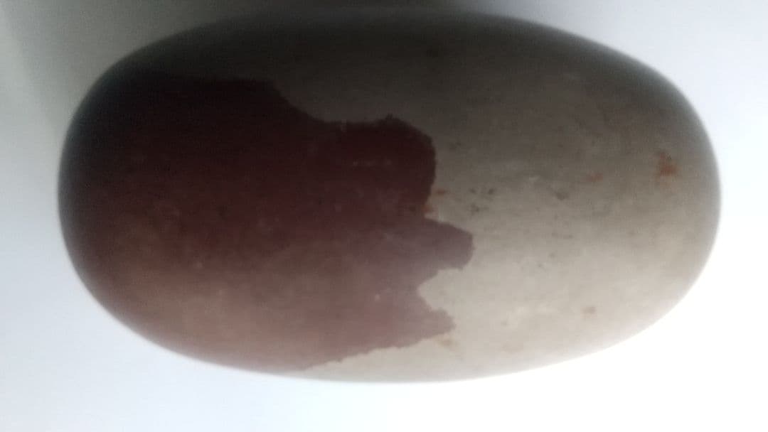 特大 希少価値‼️シバリンガム